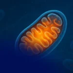 Mitochondrial Dysfunction and Cellular Health: What to Know
