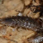 What Beginner Friendly Really Means for Isopods