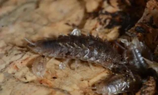 What Beginner Friendly Really Means for Isopods